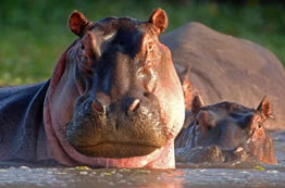 Mzima Srings Hippo